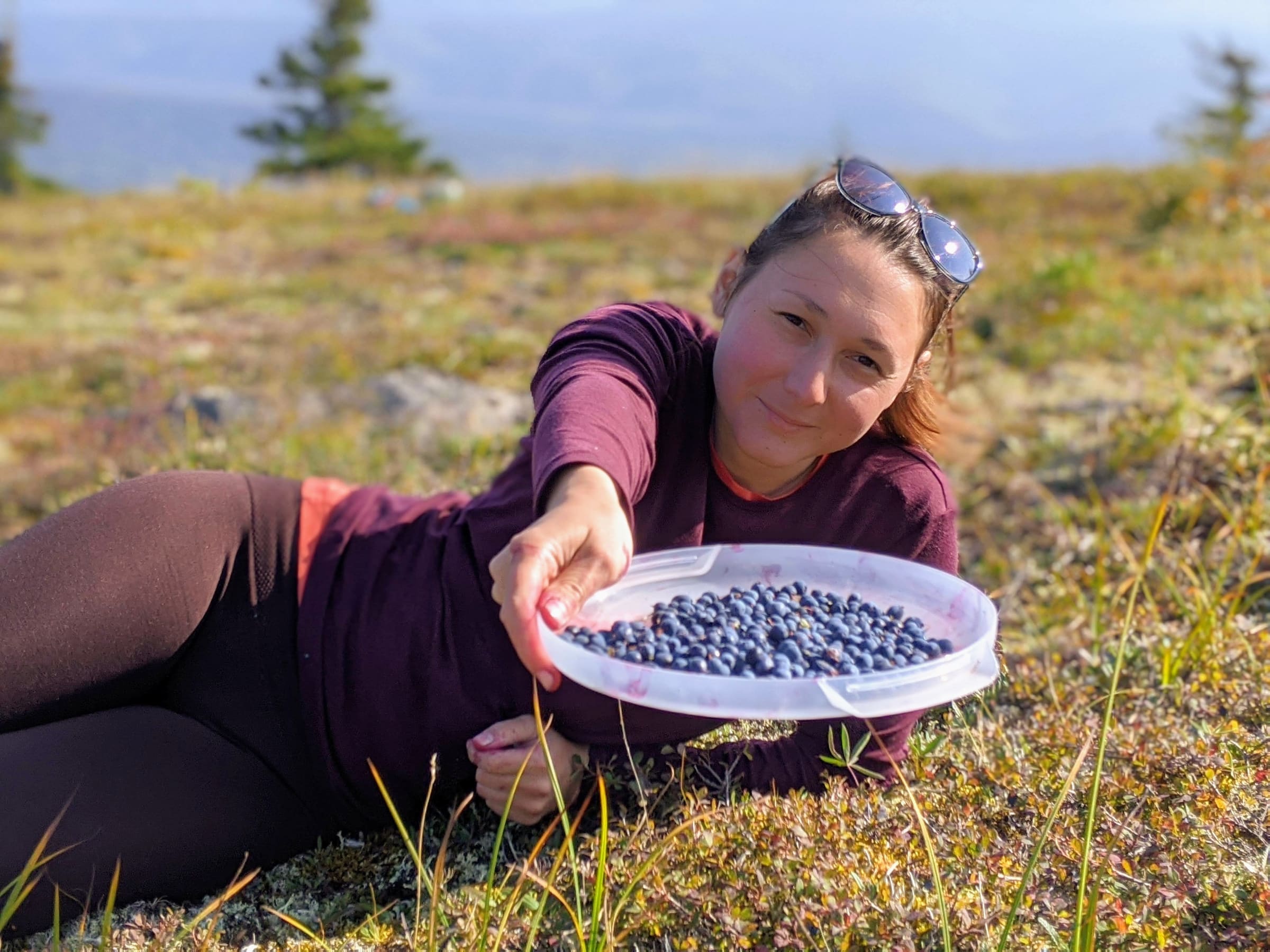 Picking wild blueberries on Alaska tundra