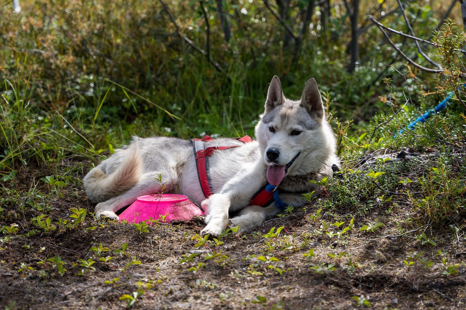 Alaska Pet Safety Guide: Essential Tips for Wilderness Travel