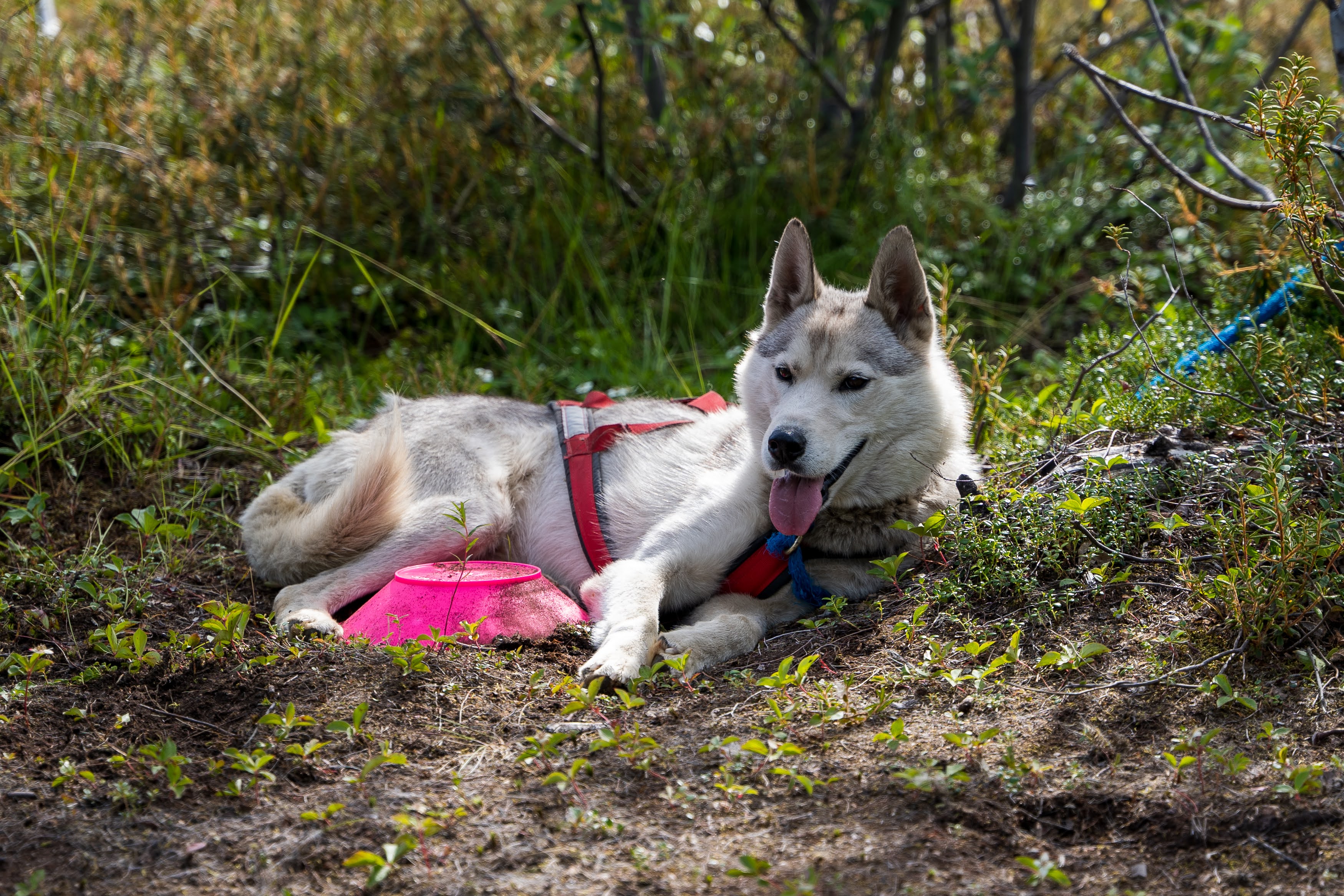 Alaska Pet Safety Guide: Essential Tips for Wilderness Travel