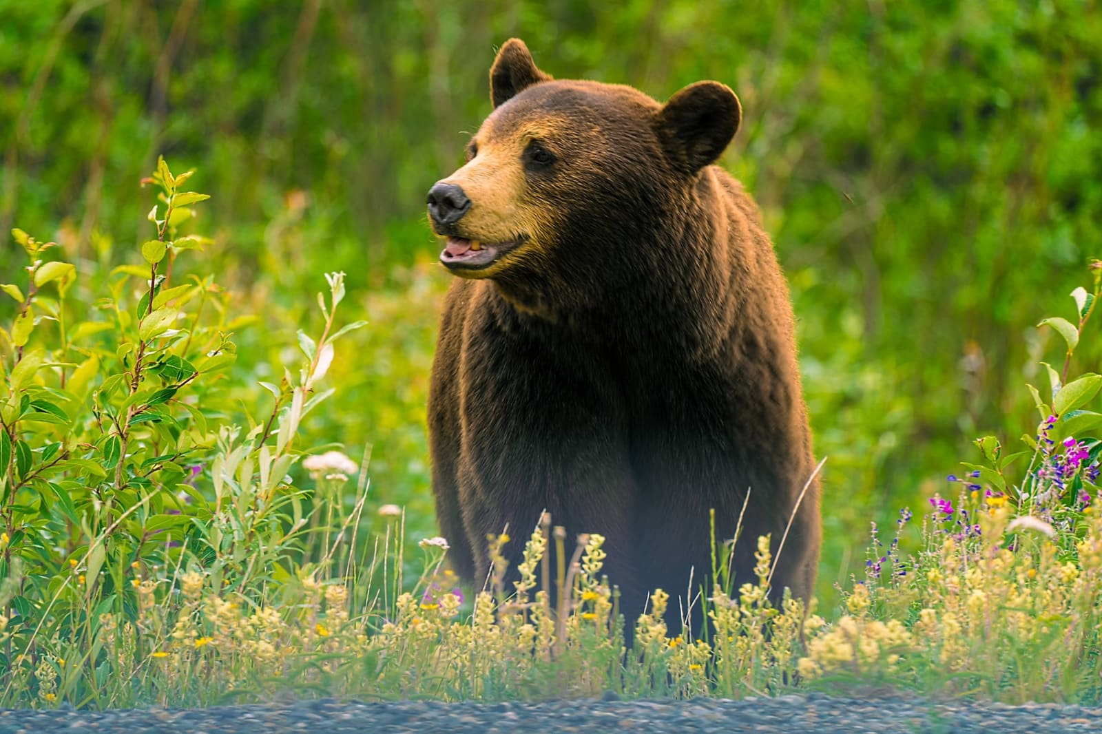 Alaska Wildlife Guide: Best Places & Tips for Your Road Trip