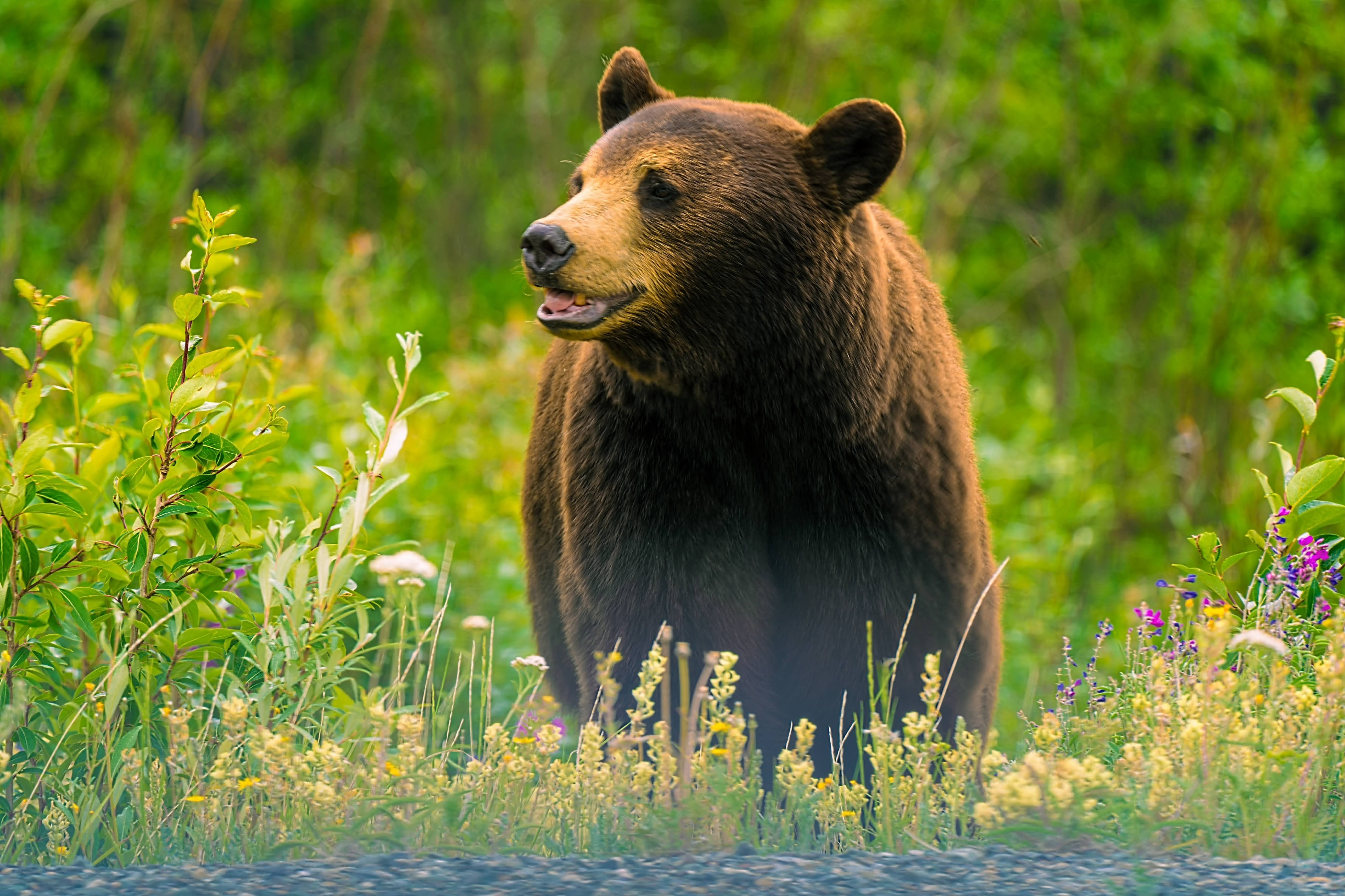 Alaska Wildlife Guide: Best Places & Tips for Your Road Trip