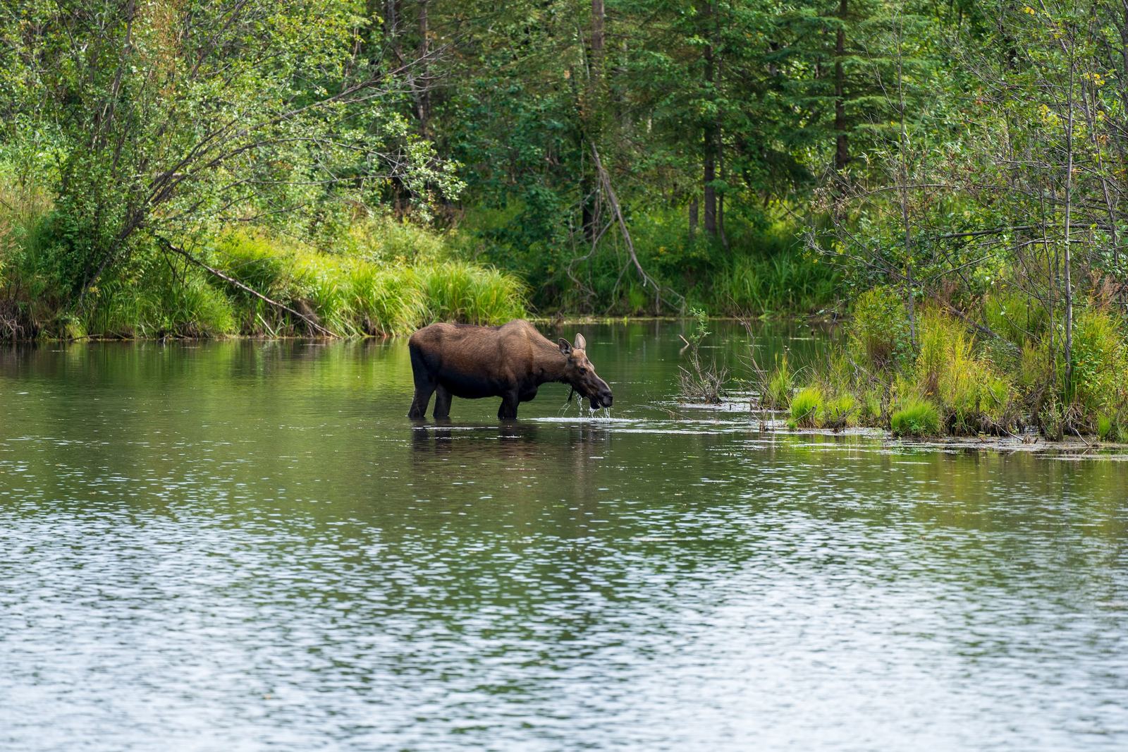 Alaska Wildlife Photography: Safe Roadside Etiquette Guide