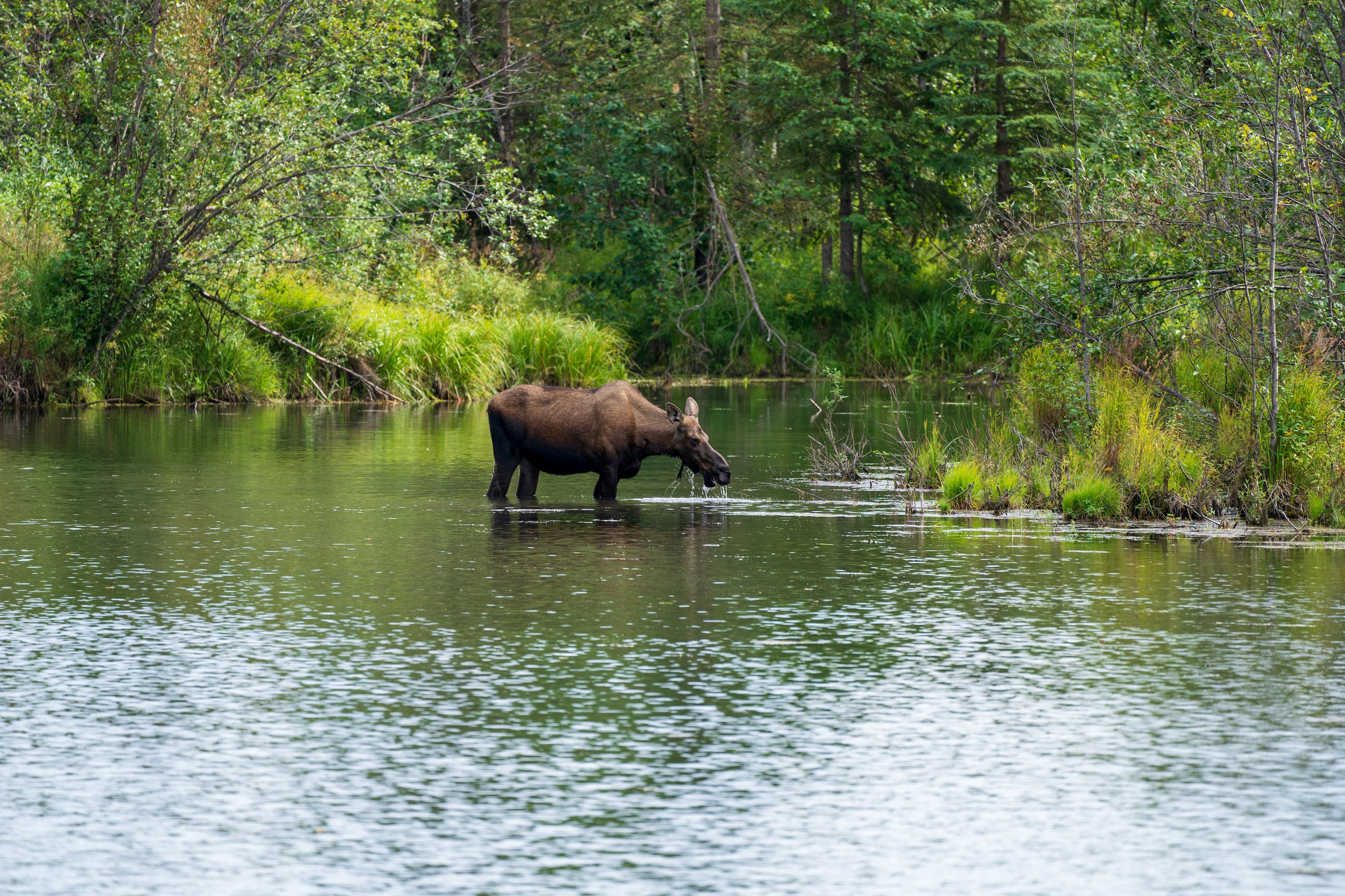 Alaska Wildlife Photography: Safe Roadside Etiquette Guide