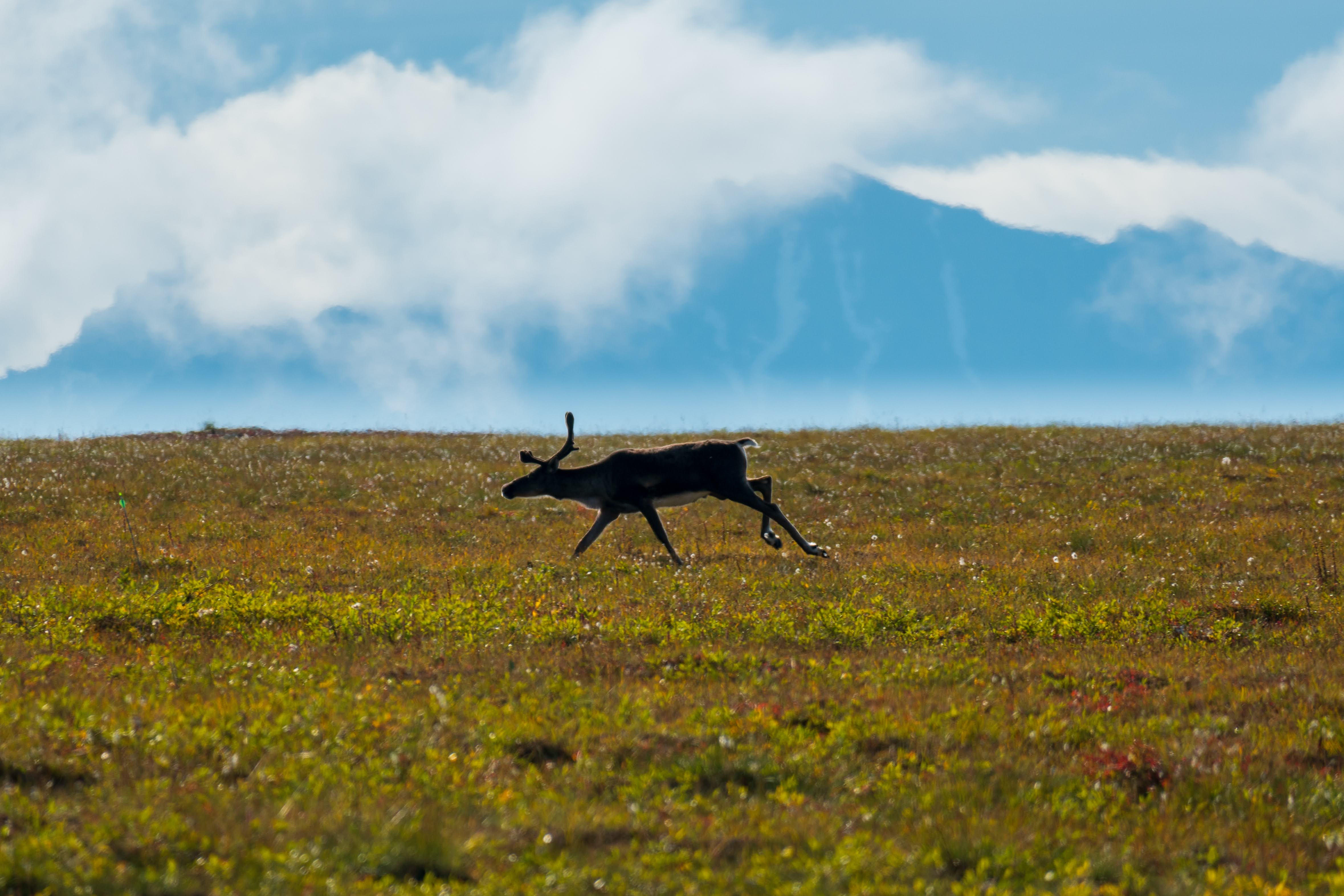 Denali Park Road 2026/2027: Essential Planning Guide for Travelers