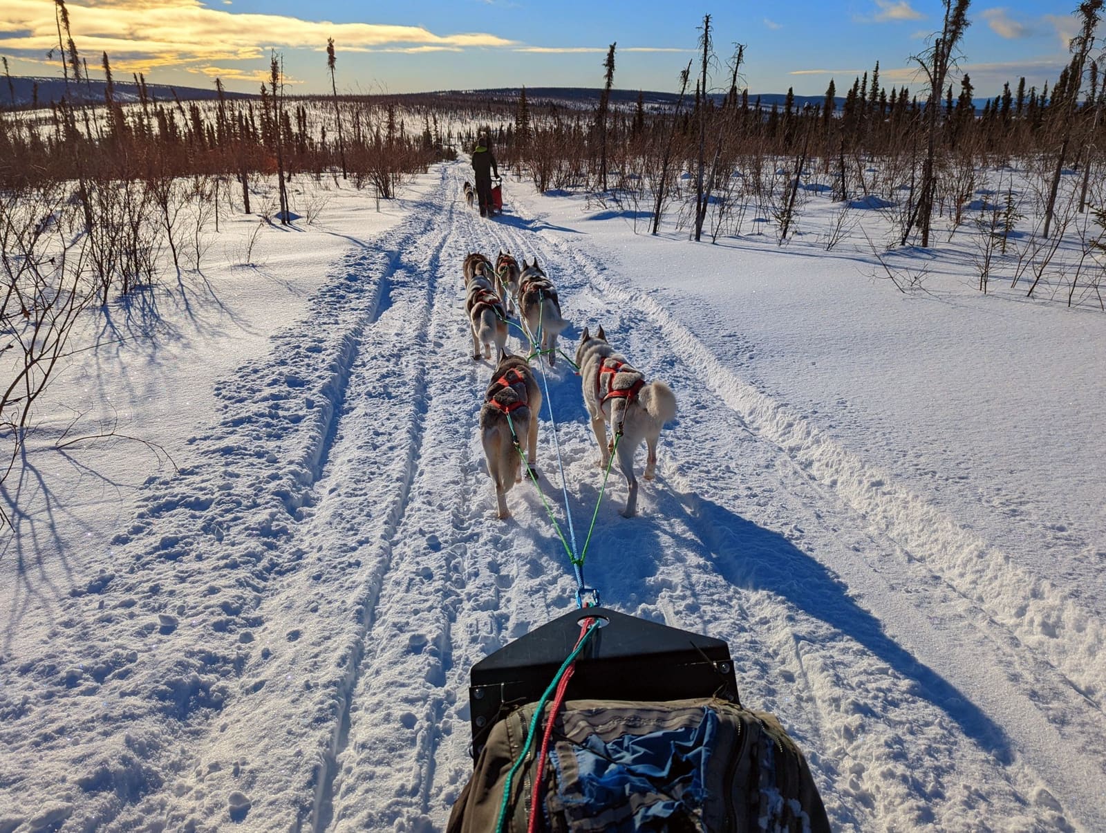 Dog Sledding in Fairbanks