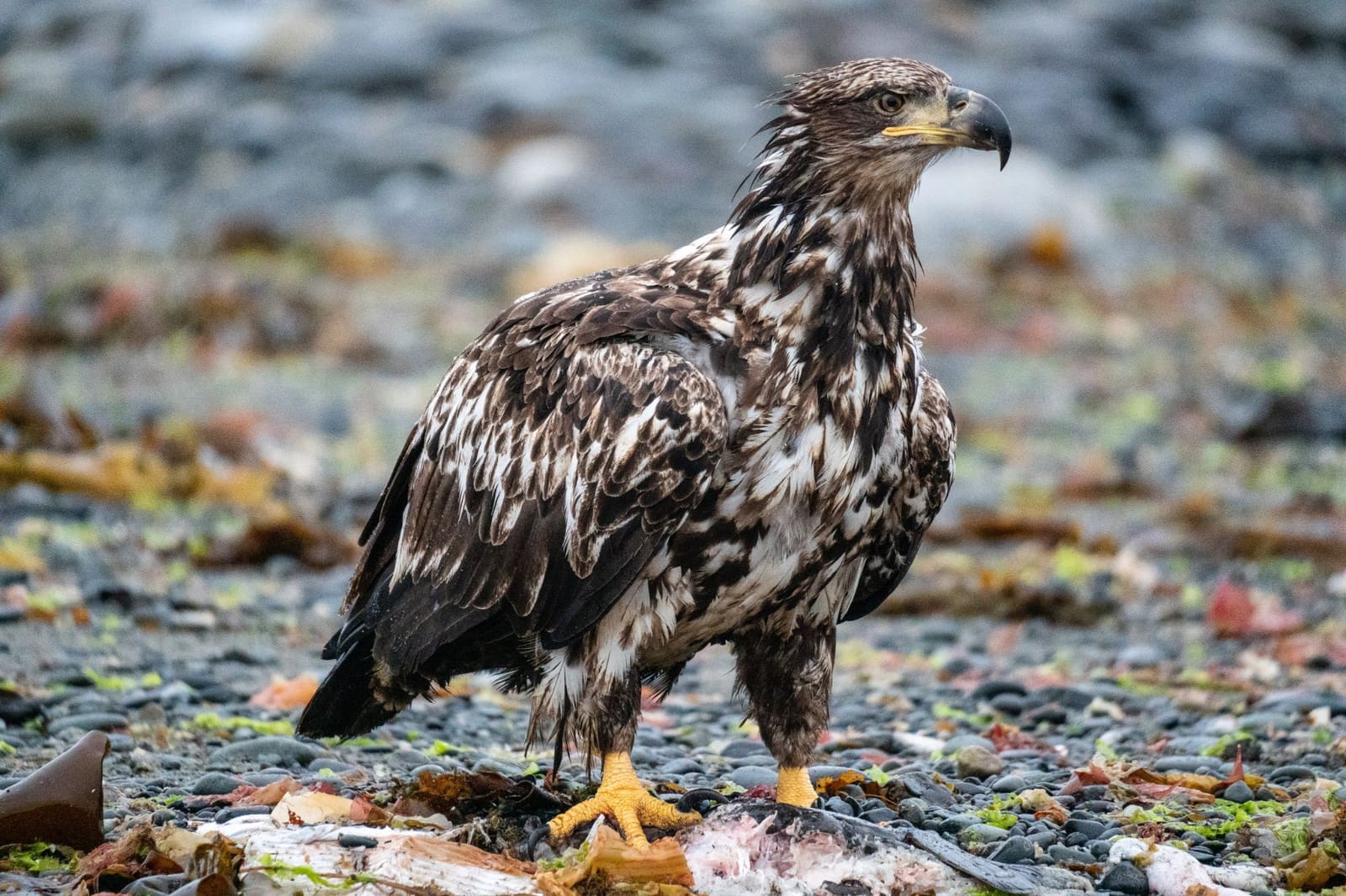 Eagles of Alaska in 2026: A Practical Guide