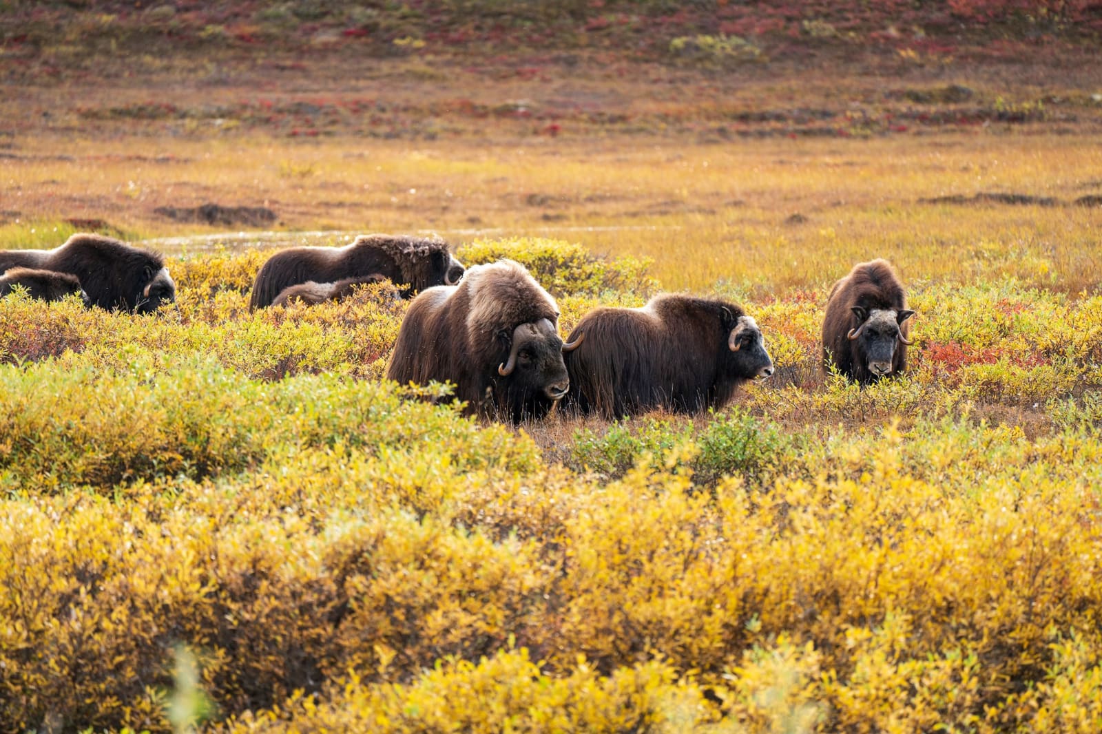 Musk Ox and other Wild Life on Dalton Highway