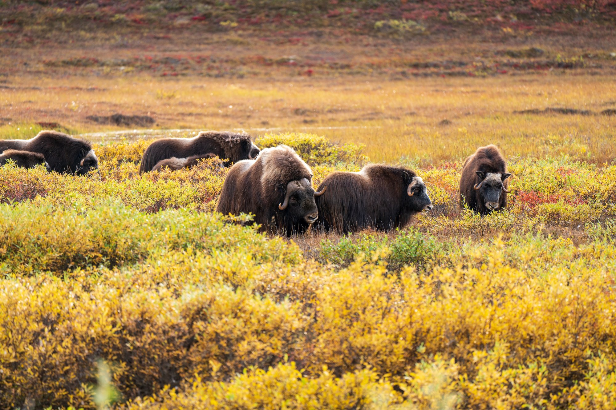 Musk Ox and other Wild Life on Dalton Highway