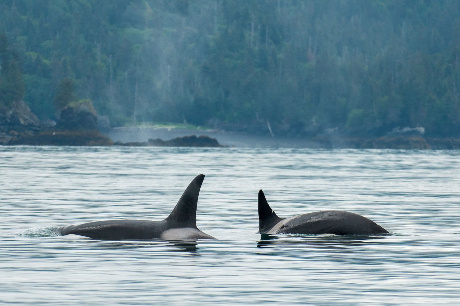 Orcas in the Kachemak bay in 2026: A Practical Guide