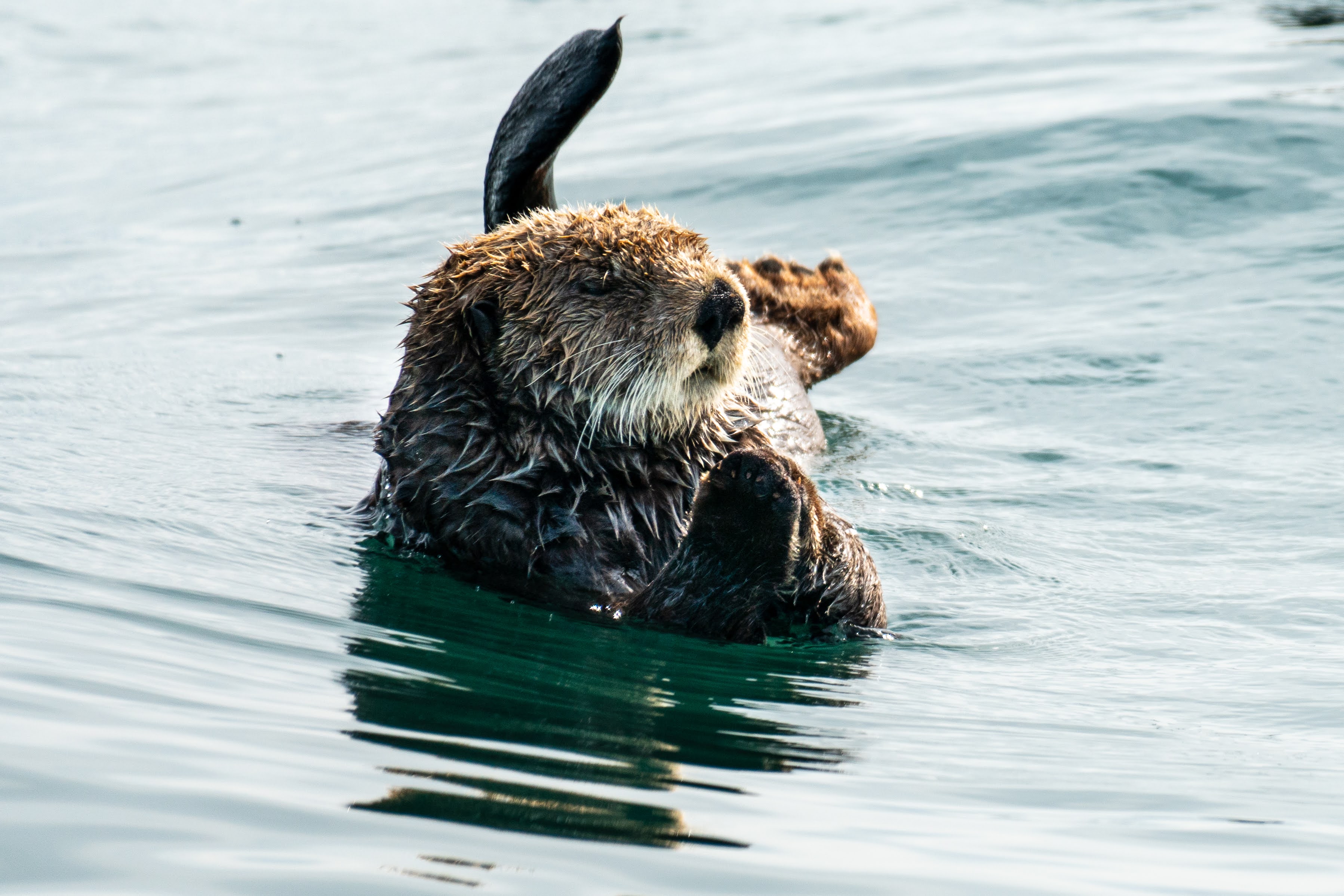 Otters of the Kechimak bay in 2026: A Practical Guide