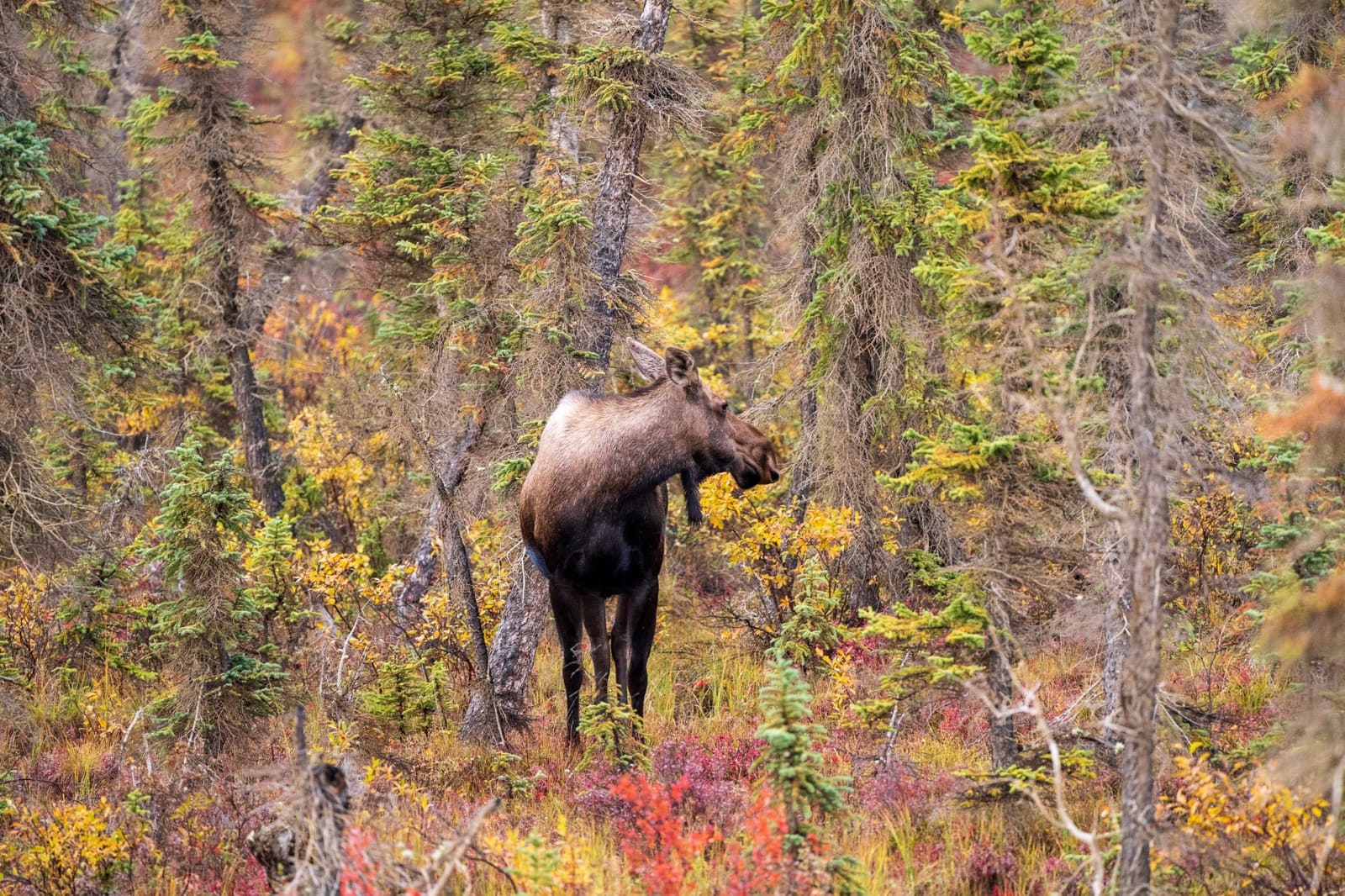 The Alaska Moose in 2026: A Practical Guide