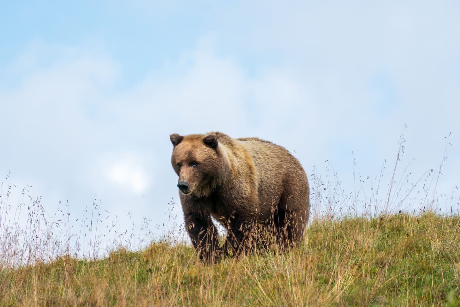 Your Essential Guide to the Denali Tundra Wilderness Tour