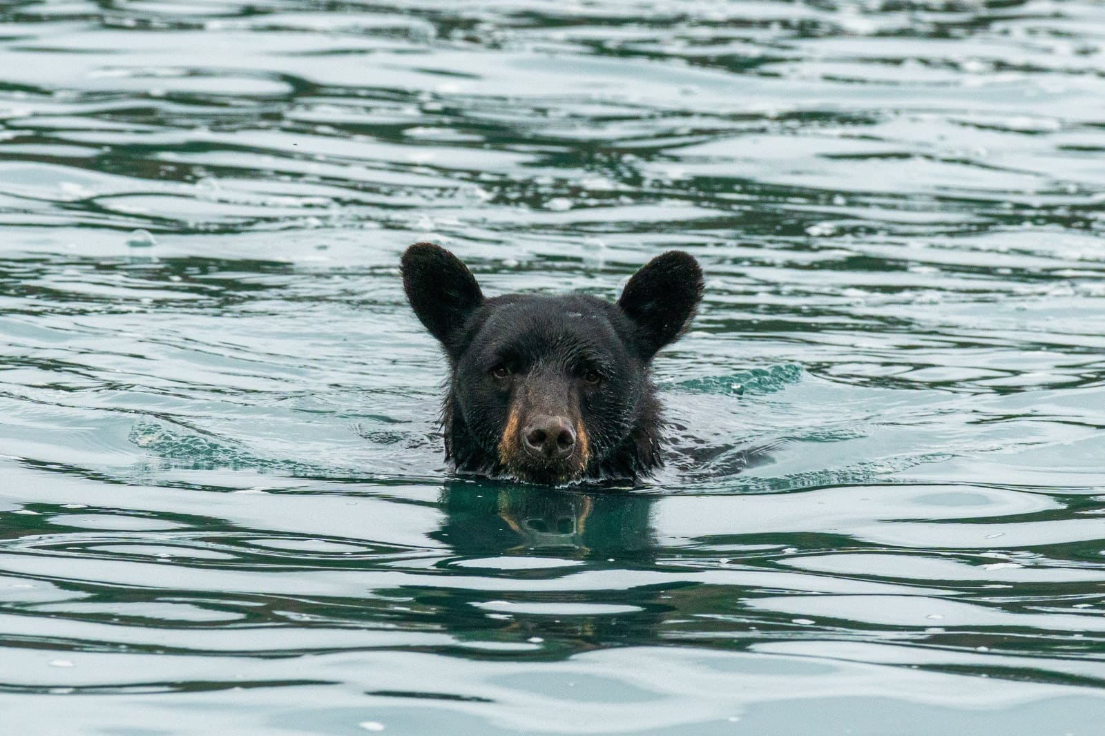 Your Guide to Alaska's Bears: Species & Safe Viewing Tips