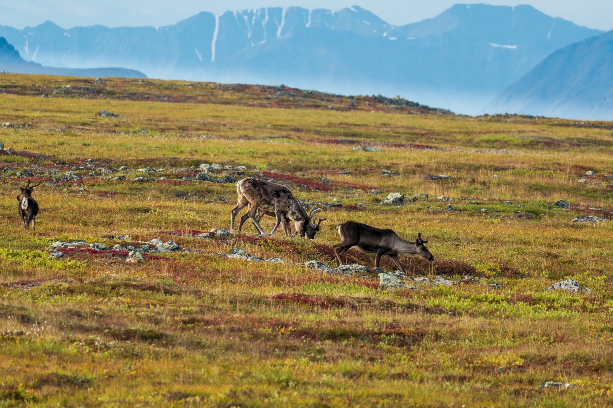 Your Guide to Spotting Caribou on Alaska's Dalton Highway