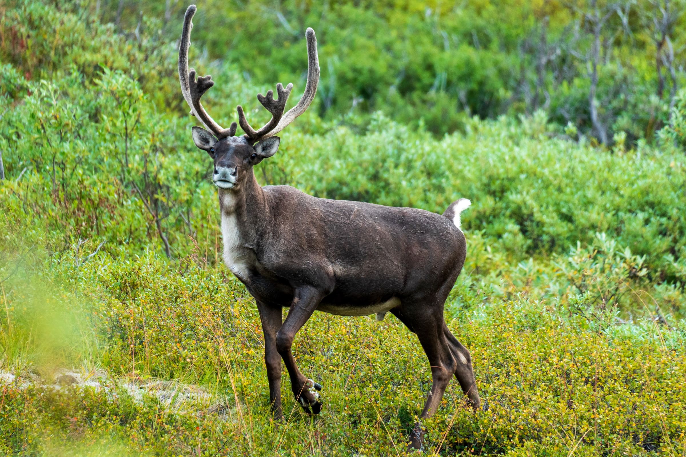 Gas Stations and Fuel Planning in Alaska