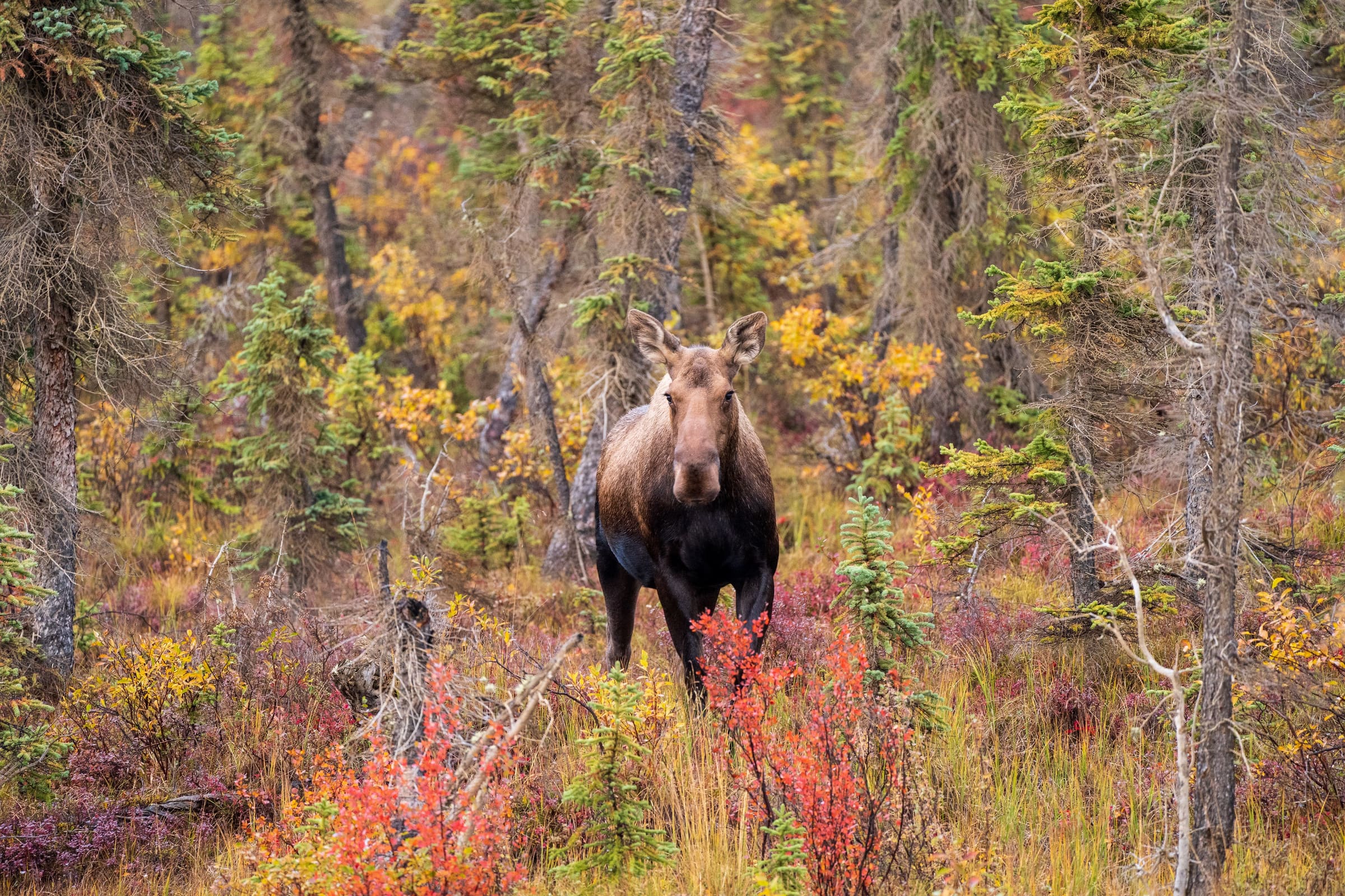 Moose in fall Alaska forest