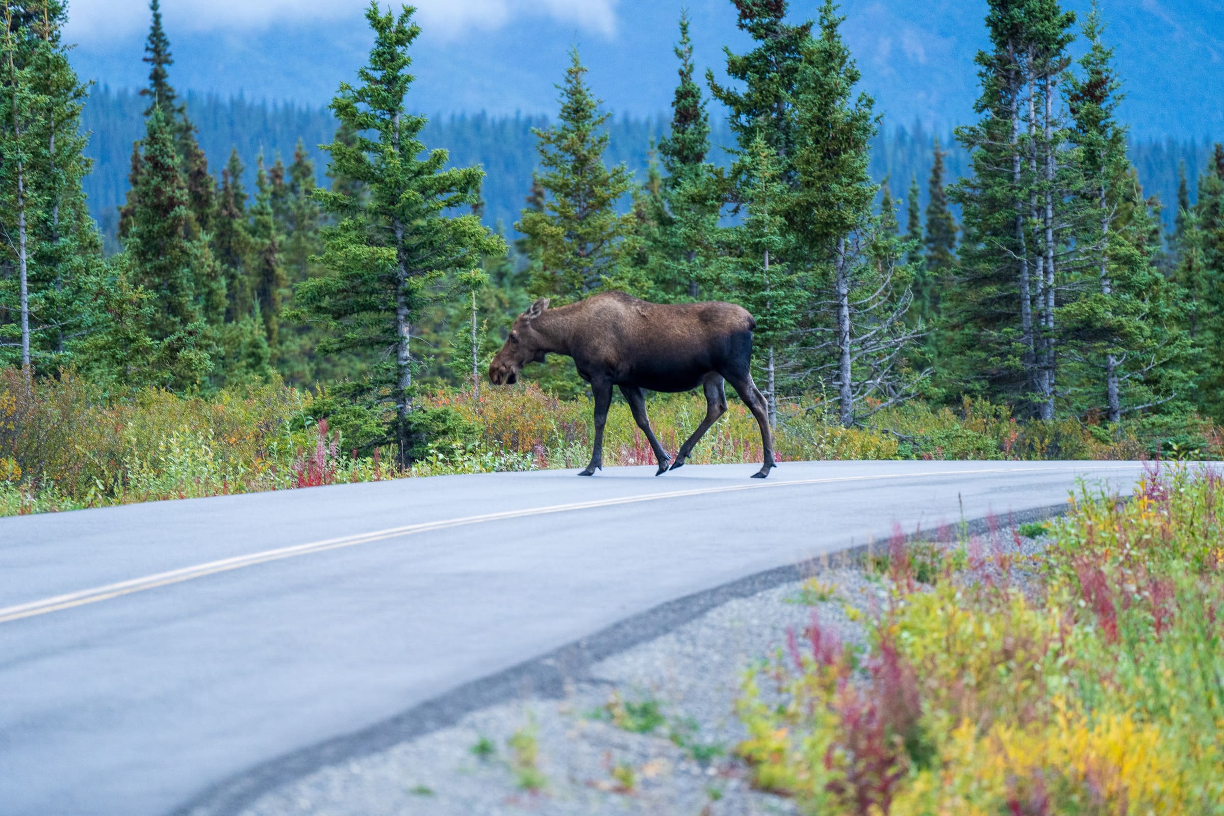 Alaska Highway Road Trip (Canada to Alaska)