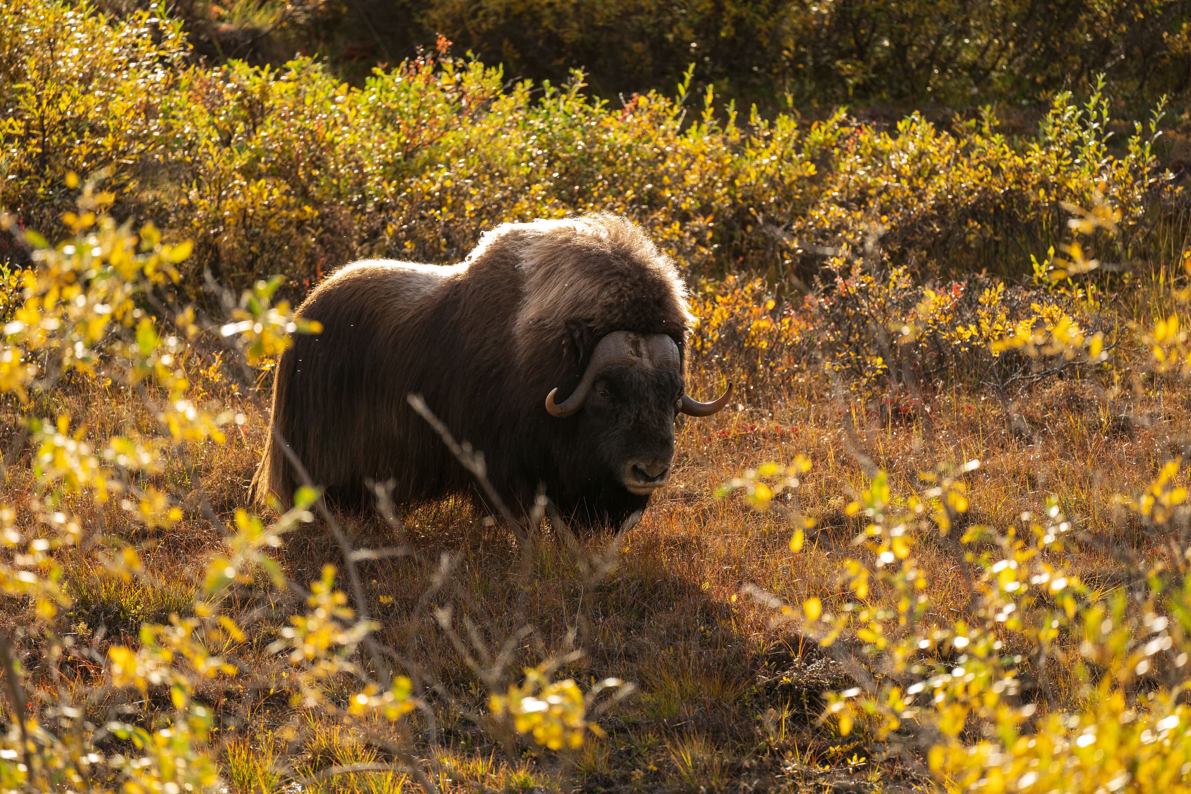 Dalton Highway Guide (for the Adventurous)