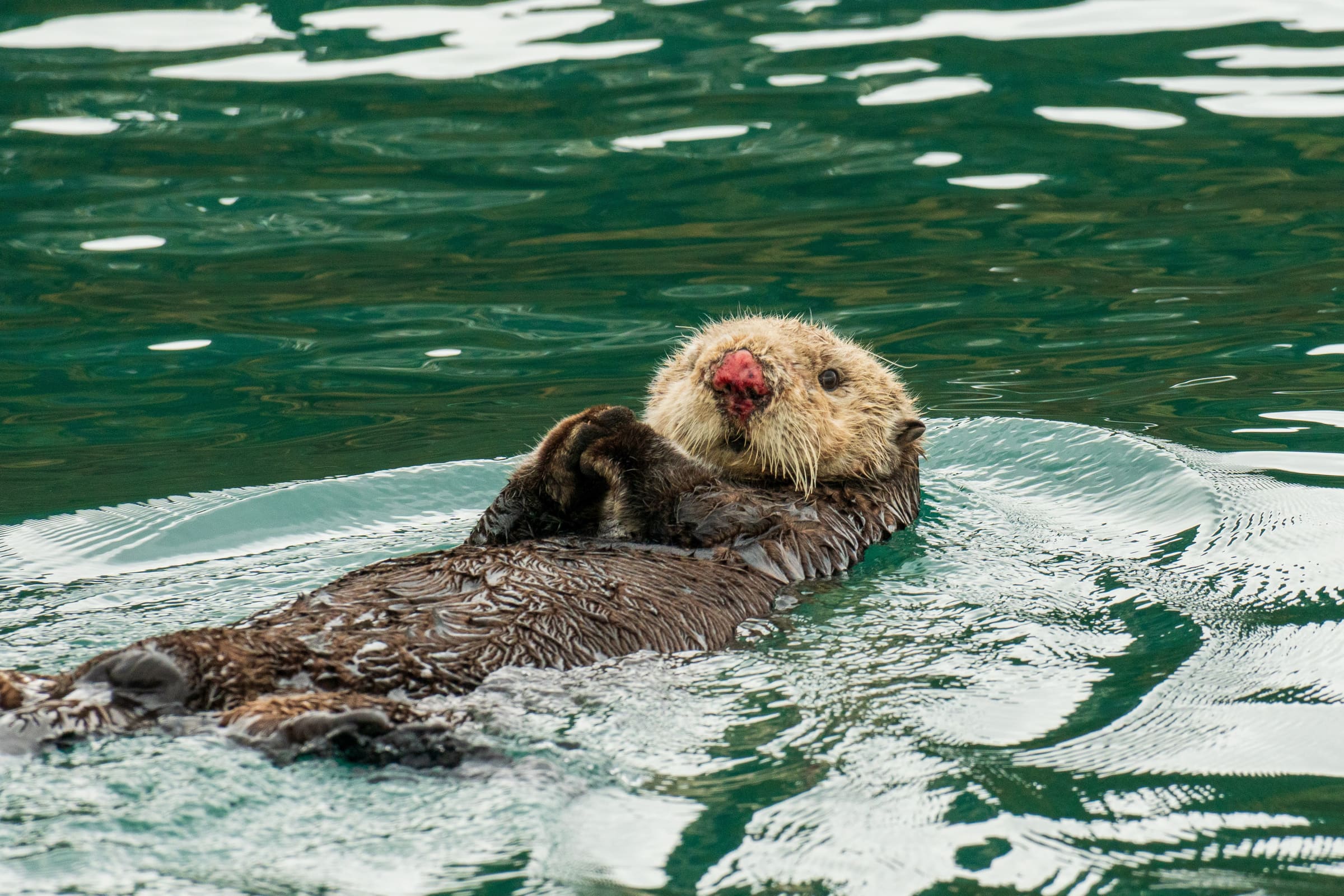 Sea otter in Alaska waters